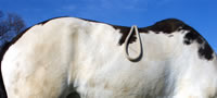 Horses